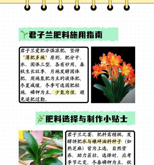 花园土养君子兰施肥方法是什么？