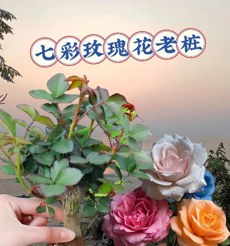玫瑰花的正确养殖方法有哪些？