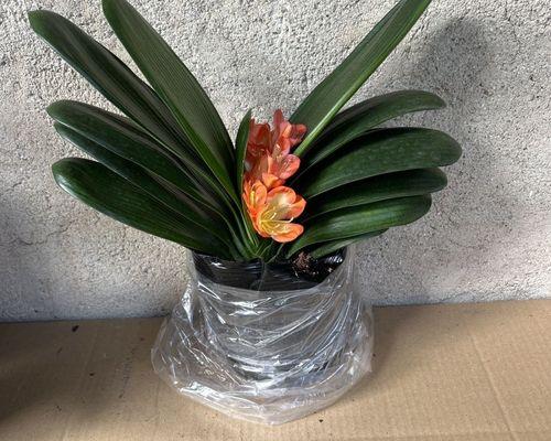 君子兰叶子开白色花的植物是什么？