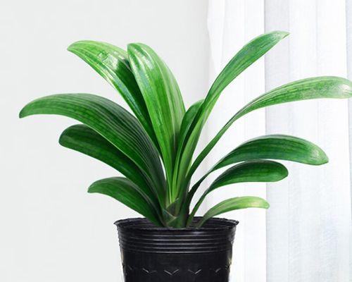 君子兰叶子开白色花的植物是什么？