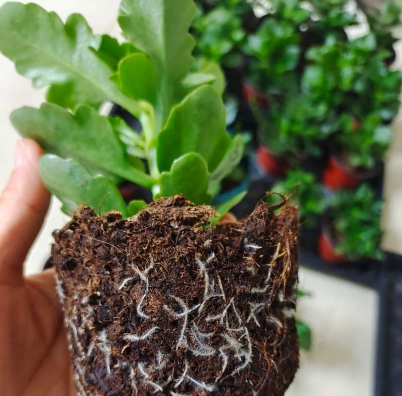玫瑰花形的长寿花养殖技巧是什么？