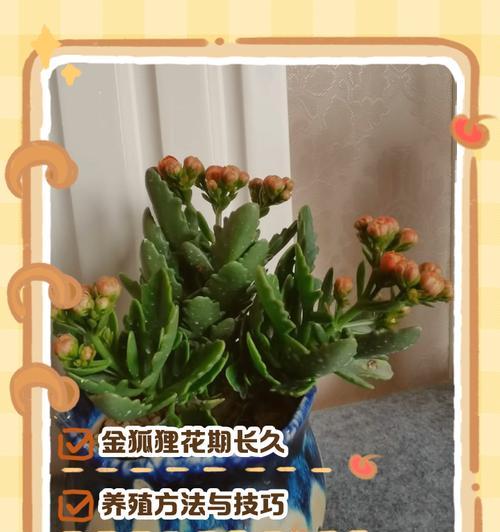 玫瑰花形的长寿花养殖技巧是什么？