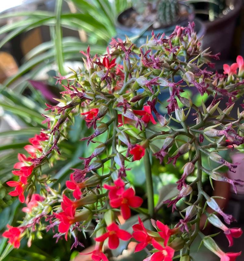 玫瑰花形的长寿花养殖技巧是什么？