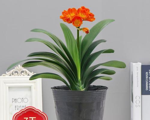 短叶君子兰的开花特征是什么？