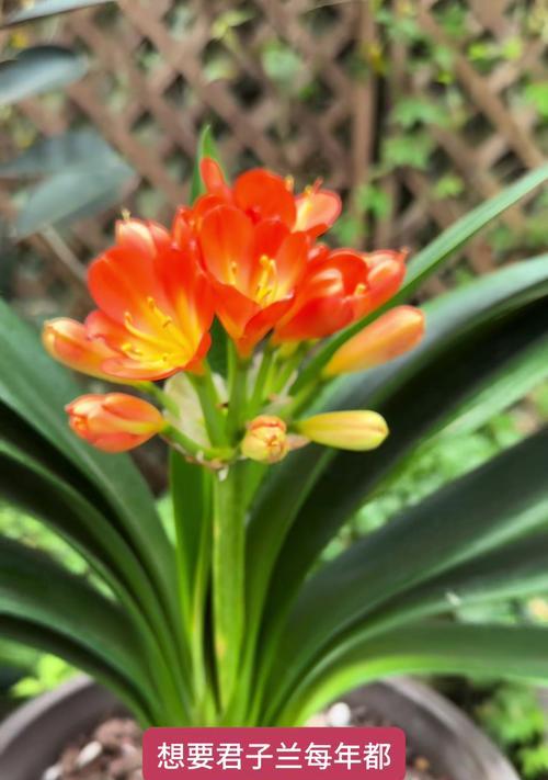 短叶君子兰的开花特征是什么？