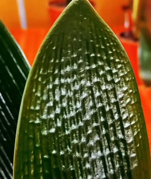短叶君子兰的开花特征是什么？