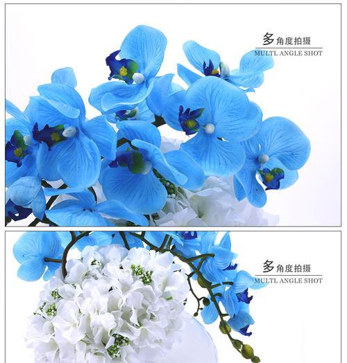 君子兰蓝色品种是什么？如何区分不同品种？