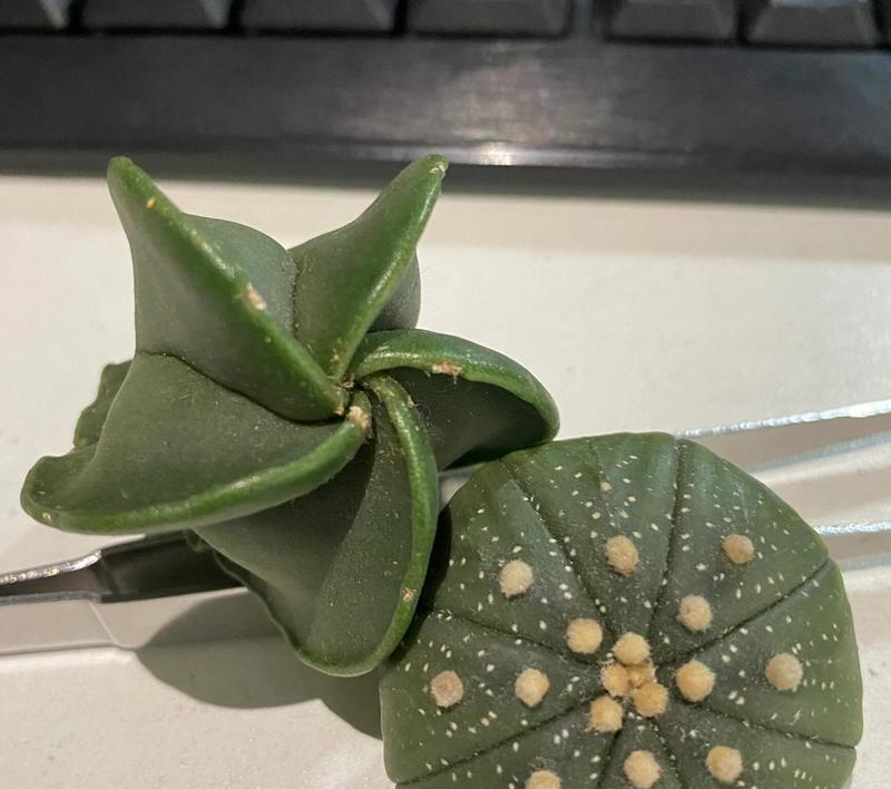 仙人球生根后为何会枯萎？如何预防？
