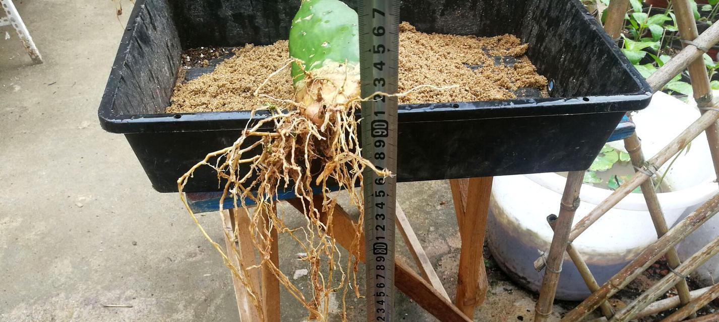 羽叶仙人掌盆栽怎么养护和管理？需要注意什么？