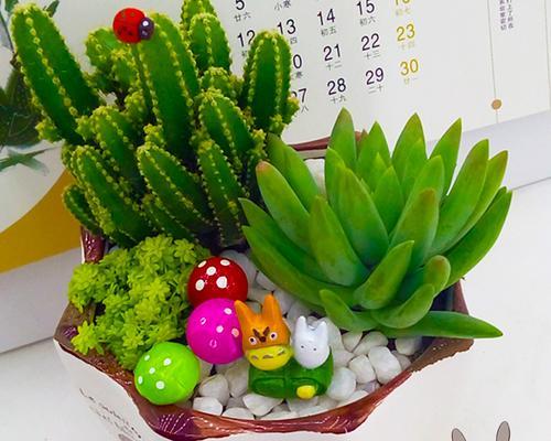 羽叶仙人掌盆栽怎么养护和管理？需要注意什么？