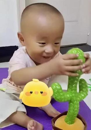 沙雕鸭仙人掌怎么种植？有哪些步骤？