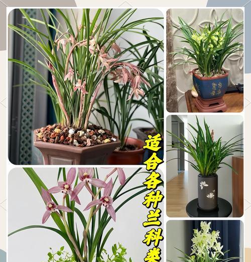 北京君子兰栽培用土有何特殊要求？