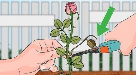 玫瑰花栽培的步骤包括哪些？如何操作？