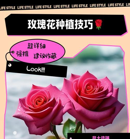玫瑰花栽培的步骤包括哪些？如何操作？