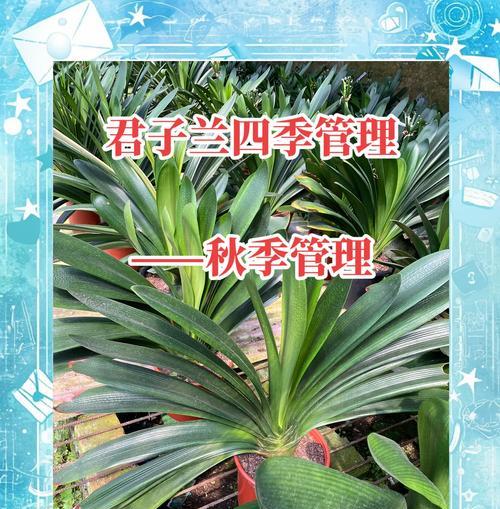 君子兰东北短叶怎么养护和管理？有哪些技巧？