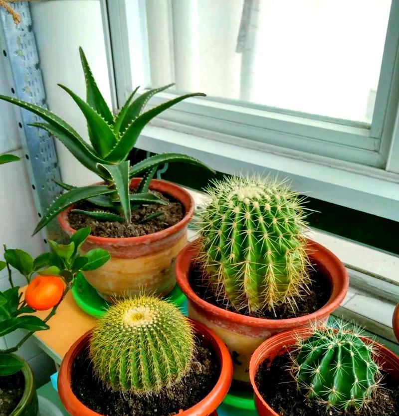 如何养仙人球才能连续开花？有什么秘诀？