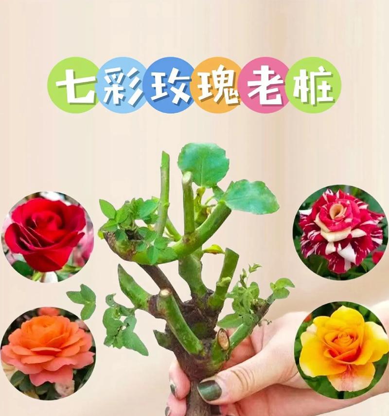 小株玫瑰花怎么养活的快？有哪些方法？