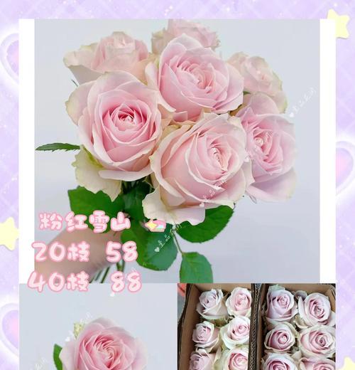小株玫瑰花怎么养活的快？有哪些方法？