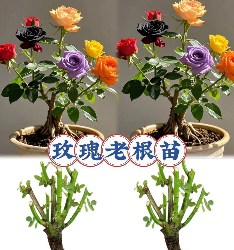 小株玫瑰花怎么养活的快？有哪些方法？
