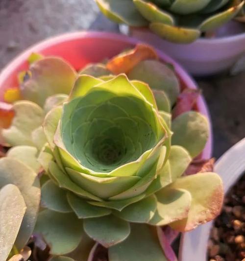 养玫瑰花妈妈怎么养活？需要哪些条件？