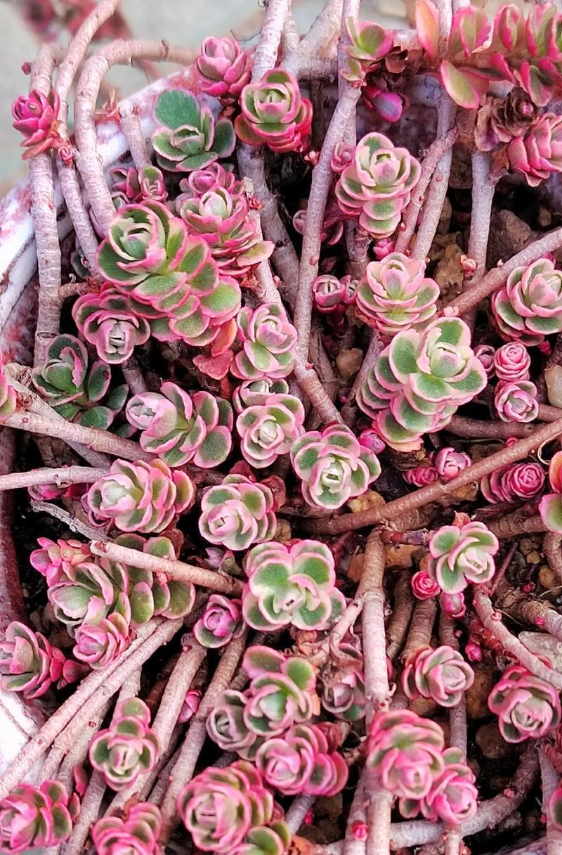 养玫瑰花妈妈怎么养活？需要哪些条件？