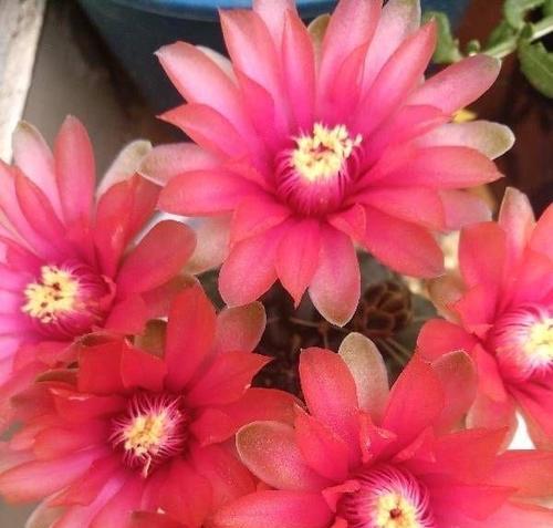 仙人球开花需要什么条件？如何促进开花？