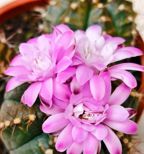 仙人球开花需要什么条件？如何促进开花？