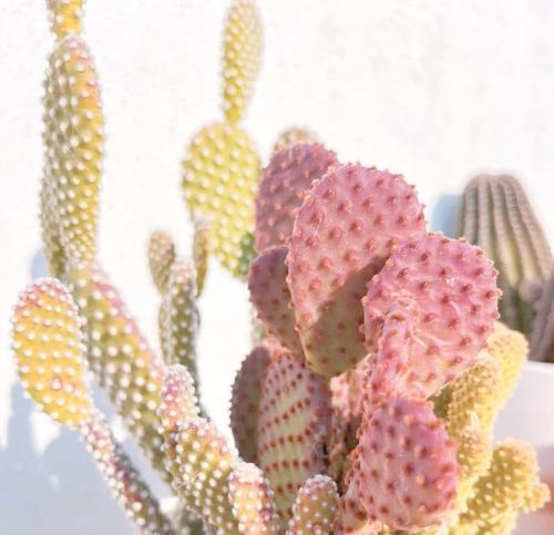 玫瑰花和仙人掌怎么养护？有哪些共同点？
