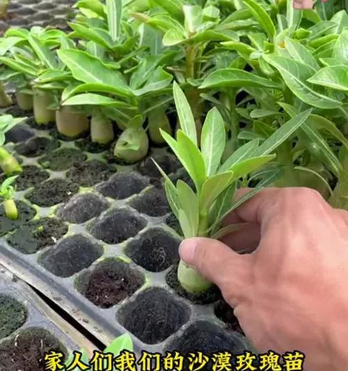 种玫瑰花的泥土要求标准是什么？如何选择？