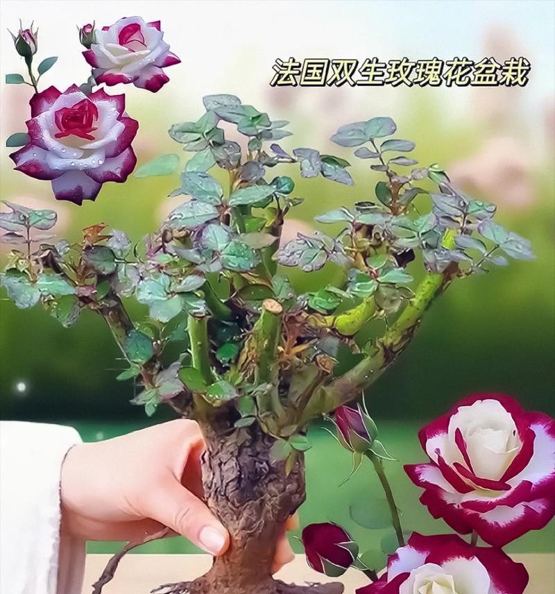 种玫瑰花的泥土要求标准是什么？如何选择？