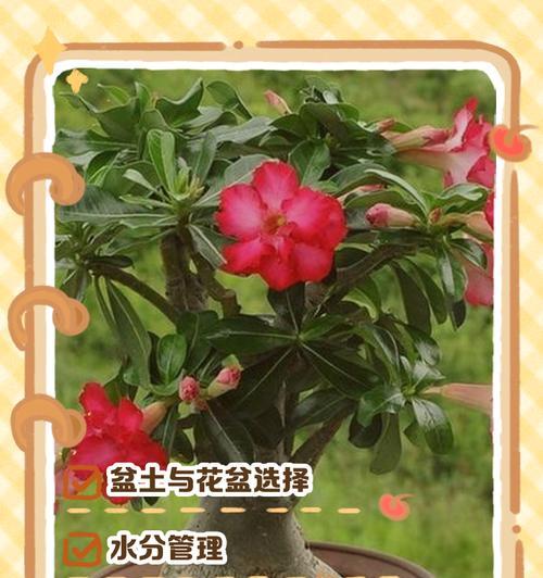 种玫瑰花的泥土要求标准是什么？如何选择？