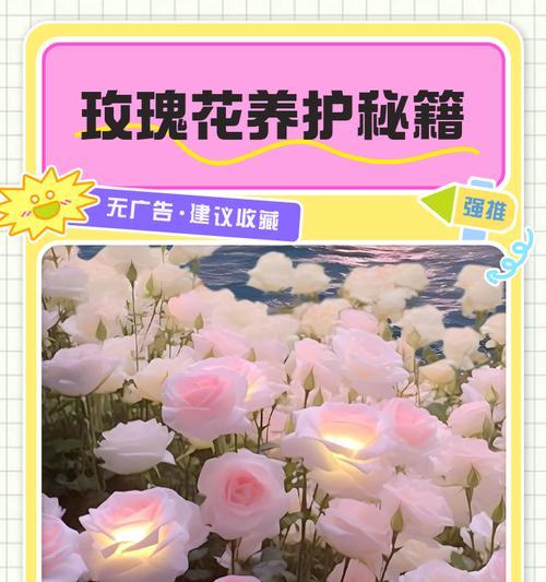 布拉德巨型玫瑰花的养护方法是什么？