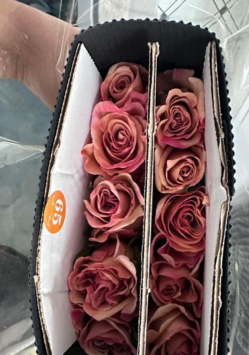 布拉德巨型玫瑰花的养护方法是什么？