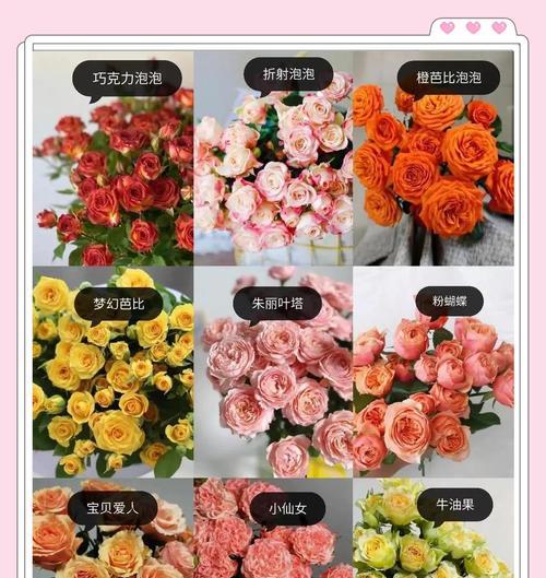 布拉德巨型玫瑰花的养护方法是什么？