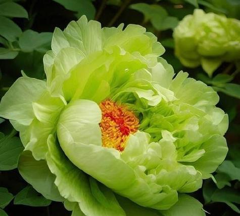 牡丹花有细叶品种吗？怎么养护细叶牡丹？