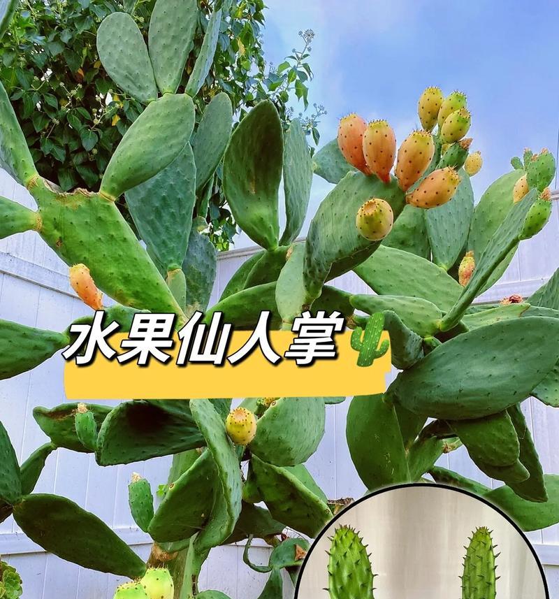 食用仙人掌种植怎么管理？有哪些注意事项？