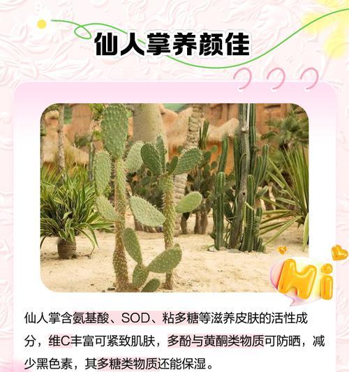 食用仙人掌种植怎么管理？有哪些注意事项？