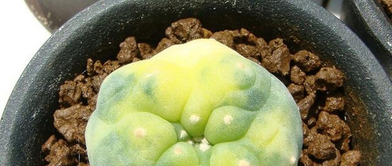怎么在家里养仙人球鱼？需要什么设备？