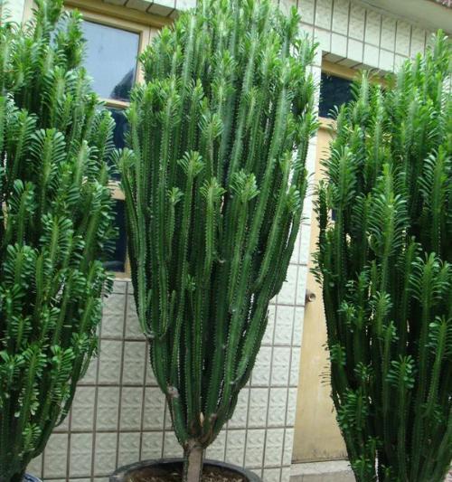 仙人掌茎部出现黄斑怎么治疗？有哪些方法？