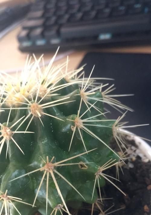 仙人掌茎部出现黄斑怎么治疗？有哪些方法？