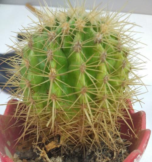 手摸枯萎的仙人掌会有什么后果？如何避免？