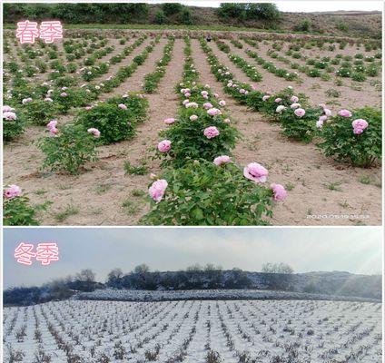 牡丹花刚种植后如何进行养护和管理？