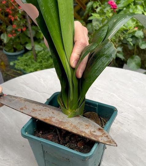 君子兰多年不开花可能意味着什么？