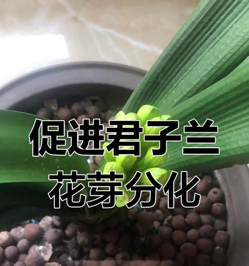 君子兰多年不开花可能意味着什么？