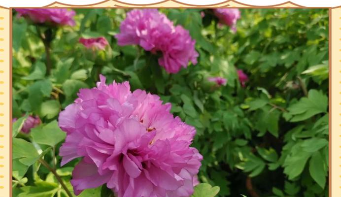 盆栽牡丹花在哪个季节适合杀虫？