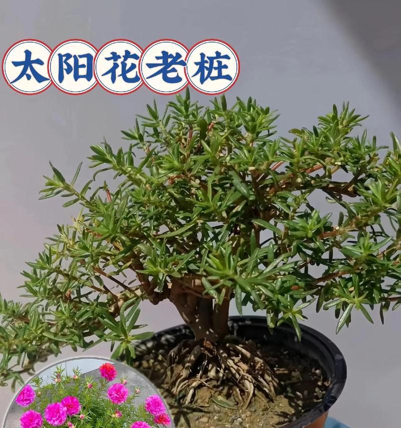 盆栽牡丹花在哪个季节适合杀虫？