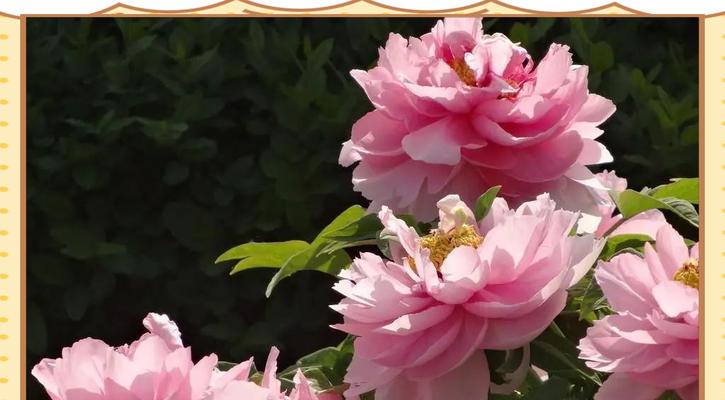 盆栽牡丹花在哪个季节适合杀虫？