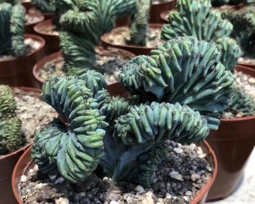 如何用沙壤土正确种植仙人球？