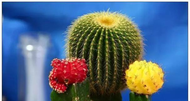 如何用沙壤土正确种植仙人球？