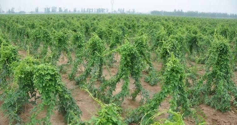 如何用沙壤土正确种植仙人球？